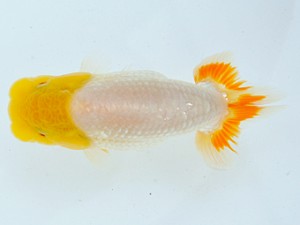 広島らんちゅう会 研究会　西大関　村上暢彦