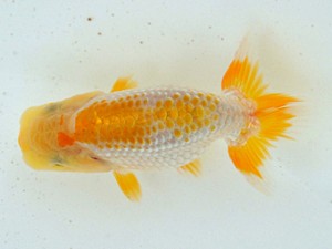 広島らんちゅう会 研究会　立行司　賀谷和大