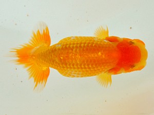 広島らんちゅう会 研究会　取締一　友松祐治