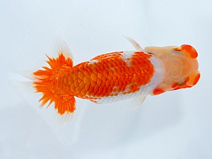 観栄らんちう会　研究会　東大関　鈴木和男