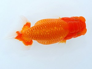 観栄らんちう会　研究会　西大関　飯島紳一