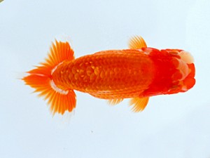 観栄らんちう会　研究会　立行司　影山　繁