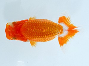 観栄らんちう会　研究会　東取締　御手洗逸夫