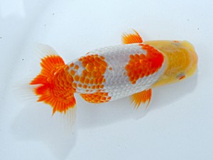 観栄らんちう会　研究会　西取締　小澤忠幸