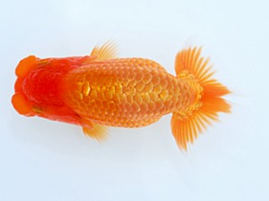 観栄らんちう会　研究会　東大関　西賀一郎