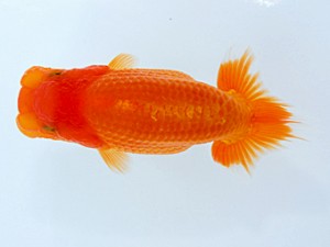 観栄らんちう会　研究会　西大関　鈴木和男