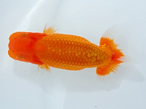 観栄らんちう会　研究会　立行司　小澤忠幸