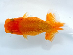 観栄らんちう会　研究会　西取締　御手洗逸夫