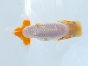 観魚会　第１回研究会　東大関　矢ケ崎伸司