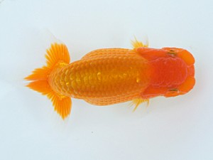 錦蘭会　夏季品評大会　東大関　植埜　猛