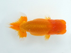 錦蘭会　夏季品評大会　西大関　小林保治