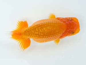 錦蘭会　夏季品評大会　西取締　中村朋孝