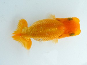 錦蘭会　夏季品評大会　西大関　小林保治　堺