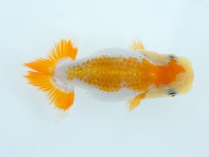 錦蘭会　夏季品評大会　立行司　村岡祥行　川西