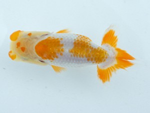 錦蘭会　夏季品評大会　東取締　西口武志