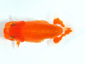 錦友会　第１回研究会　東大関　杉田正洋