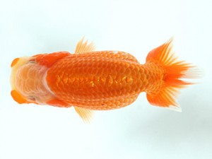 錦友会　第１回研究会　西大関　松下哲也