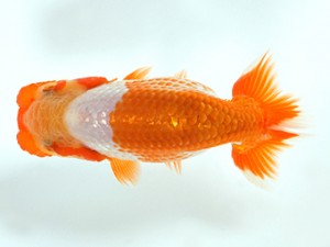 錦友会　第１回研究会　立行司　小澤忠幸