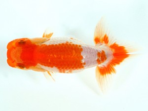 錦友会　第１回研究会　取締一　池本至男