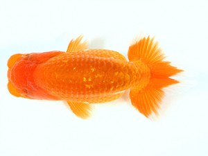 錦友会　第１回研究会　取締二　伊藤三郎