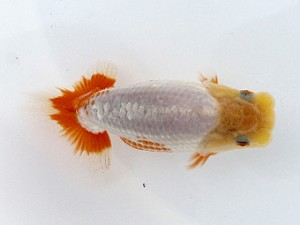 喜樂らんちゅう会　第2回研究会　1位　木村文夫