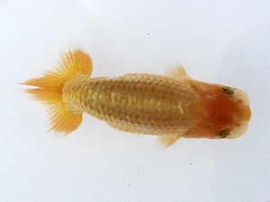 喜樂らんちゅう会　第2回研究会　3位　長井俊之