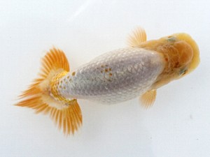 喜樂らんちゅう会　第2回研究会　4位　福永善行