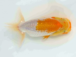 好鱗会　第１回研究会　1位　丸山克昌