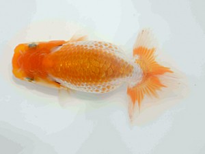好鱗会　第１回研究会　3位　加納力一