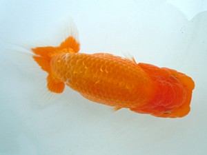 宮城・山形　研究会　東大関　吉田彦三　宮城