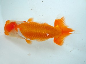 宮城・山形　研究会　西大関　松本好考　愛媛