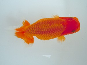 宮城・山形　研究会　立行司　飯島紳一　静岡