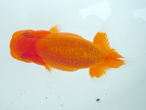 宮城・山形　研究会　取締二　黒はばき浩之　福島