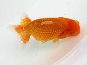 南予らんちゅう会　研究会　1席　中村優作