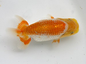 南予らんちゅう会　研究会　2席　今井　均