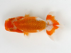 南予らんちゅう会　研究会　4席　鈴木義信