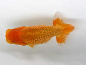 南予らんちゅう会　研究会　5席　佐々木通廣