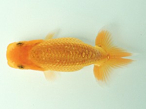 尾張優魚会　第1回研究会　東大関　浅井雄司