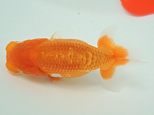 尾張優魚会　第1回研究会　取締二　大河内正行