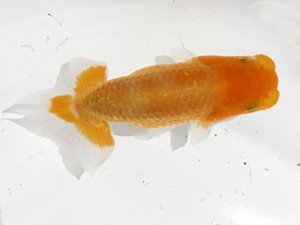 楽友らんちう会　第１回研究会　西大関　高田三郎