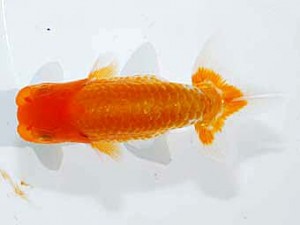 楽友らんちう会　第2回研究会　東大関　矢ヶ崎伸司