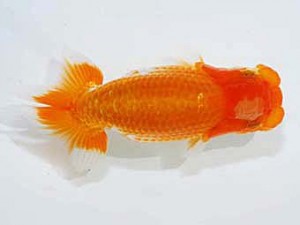 楽友らんちう会　第2回研究会　西大関　古鳥敏明郎