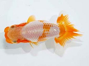 楽友らんちう会　第2回研究会　立行司　大久保義彰