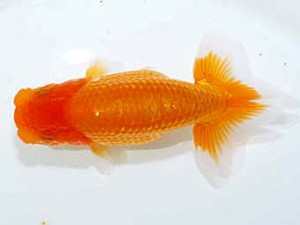 楽友らんちう会　第2回研究会　取締一　安中　浩