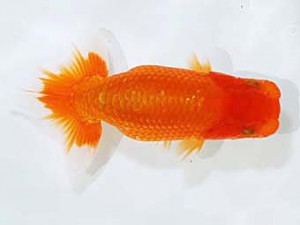 楽友らんちう会　第2回研究会　取締二　奥冨耕司