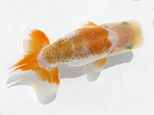 楽友らんちう会　第１回研究会　立行司　樫村正彦