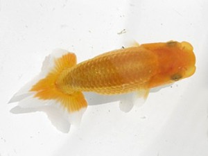 楽友らんちう会　第１回研究会　取締一　矢ケ崎伸司