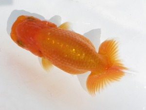 楽友らんちう会　第１回研究会　取締二　小泉順一