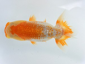 蘭優童心会　第一回研究会　1位　神谷隆志