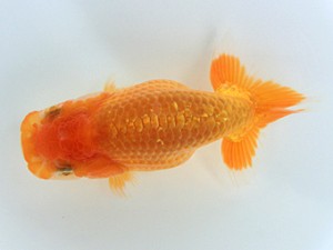 蘭優童心会　第一回研究会　2位　賀佐賢典